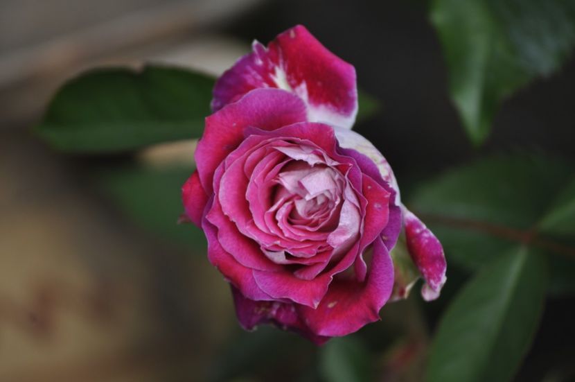 _DSC0048 - VARA 2021_1