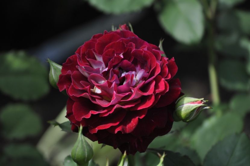 _DSC0065 - VARA 2021_1