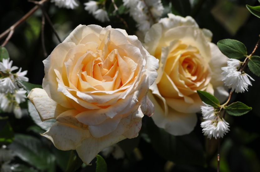 _DSC0073 - VARA 2021_1