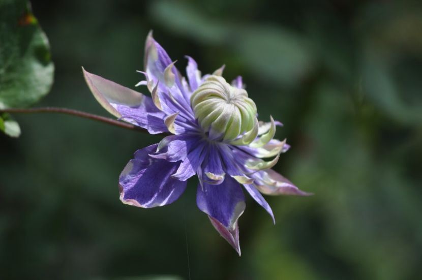 _DSC0083 - VARA 2021_1