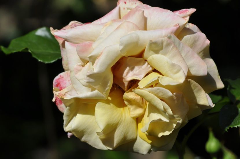 _DSC0100 - VARA 2021_1