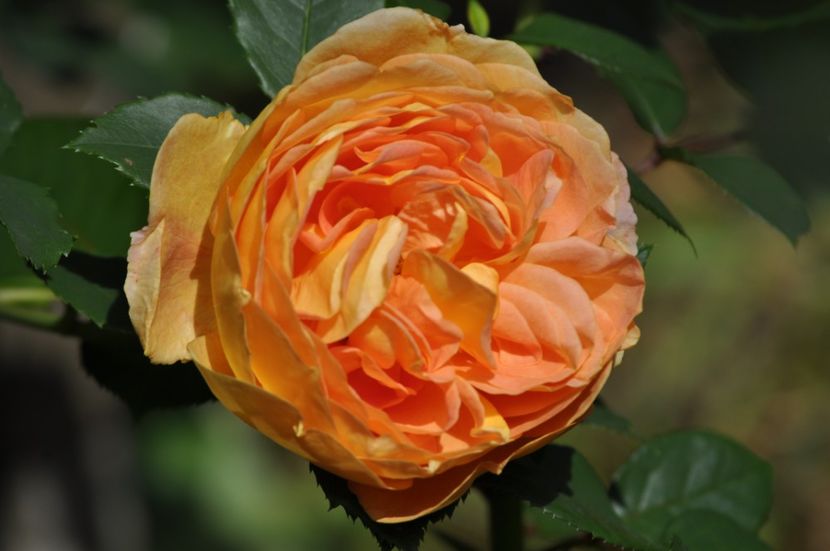 _DSC0101 - VARA 2021_1