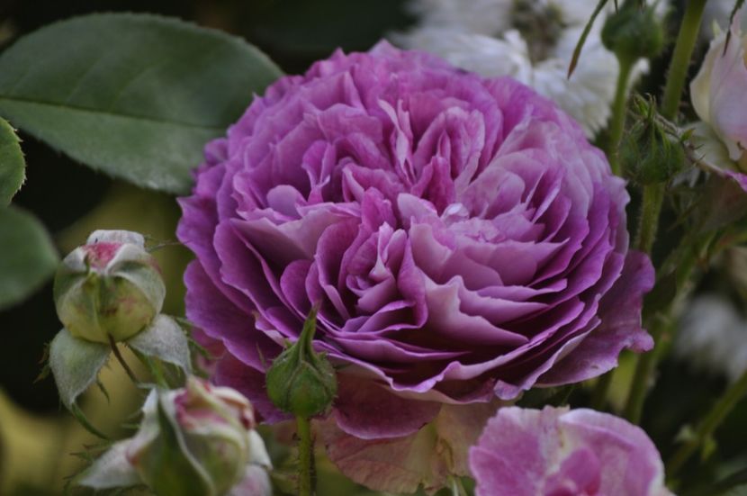 _DSC0107 - VARA 2021_1