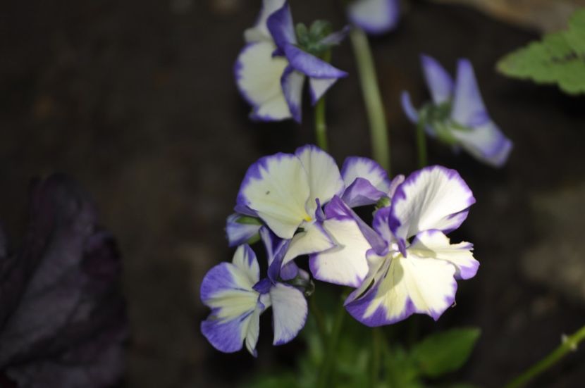 _DSC0123 - VARA 2021_1