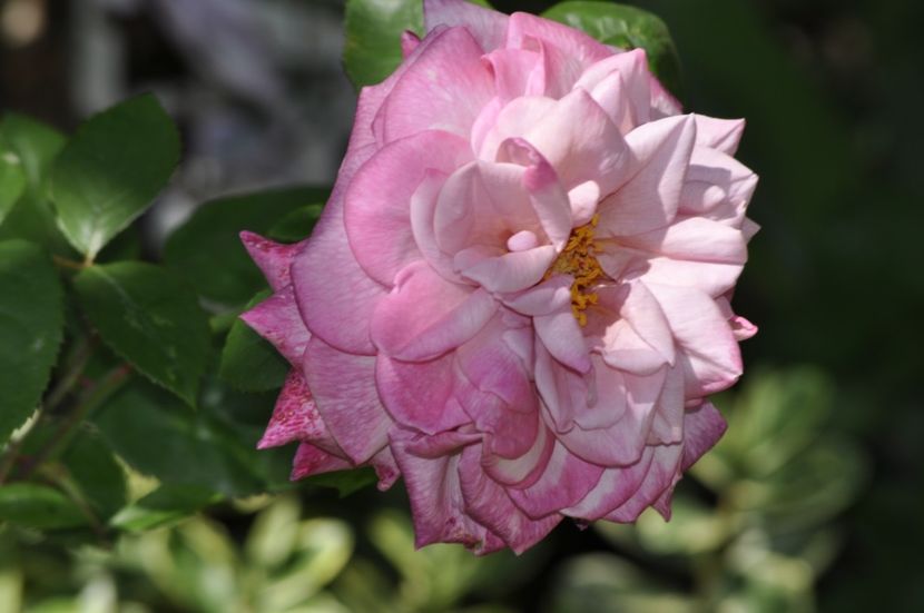 _DSC0138 - VARA 2021_1