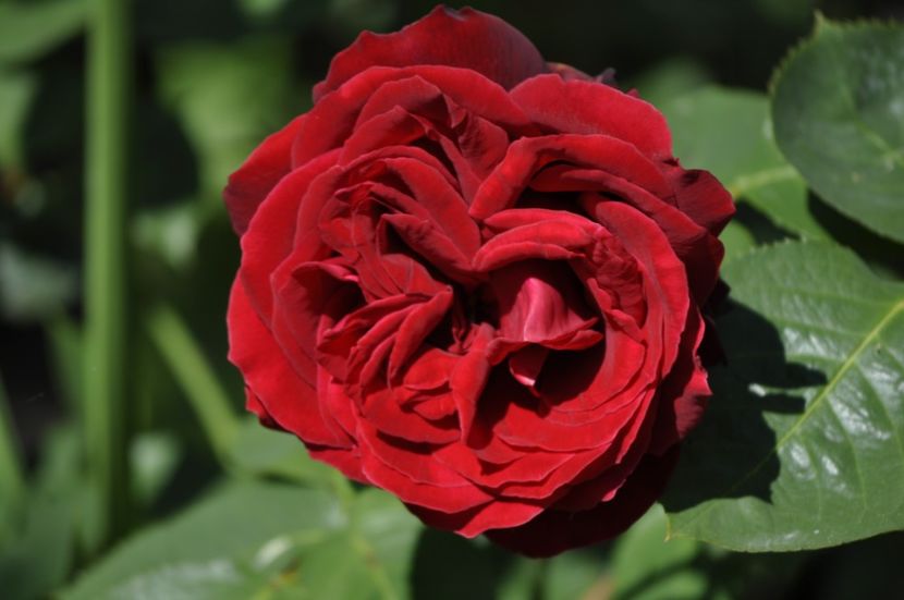 _DSC0144 - VARA 2021_1