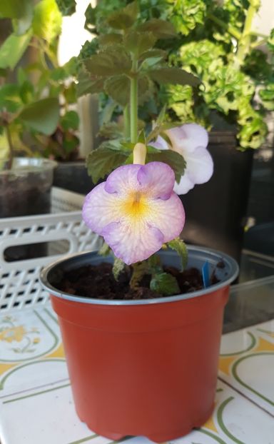  - 001 2021 - Sweet Giant