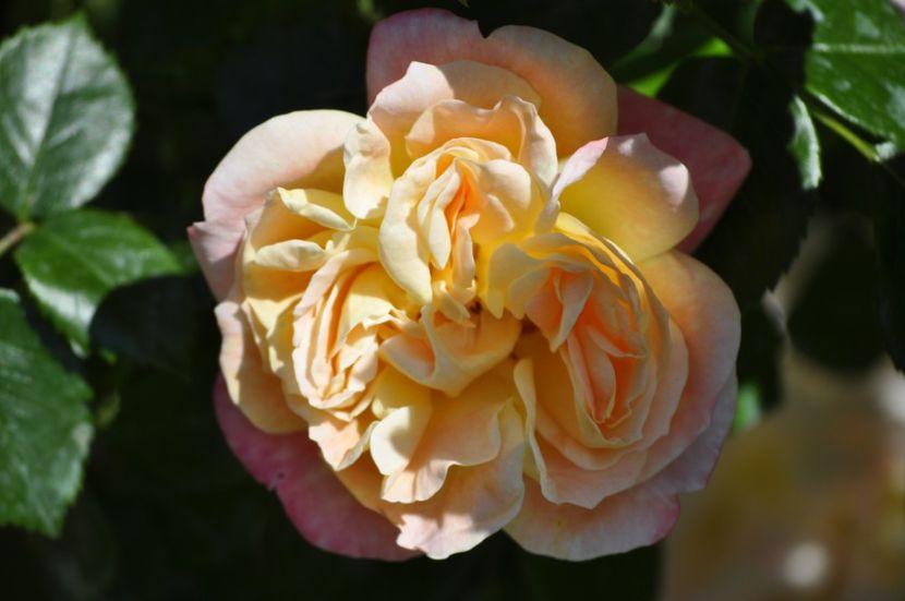_DSC0184 - VARA 2021_1