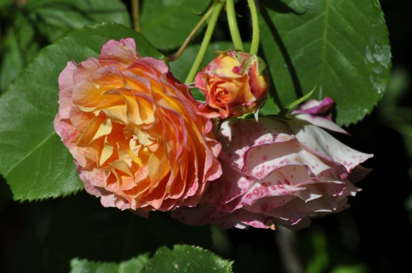 _DSC0189 - VARA 2021_1