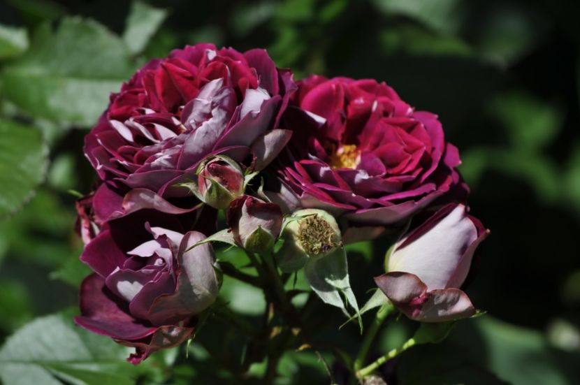 _DSC0202 - VARA 2021_1