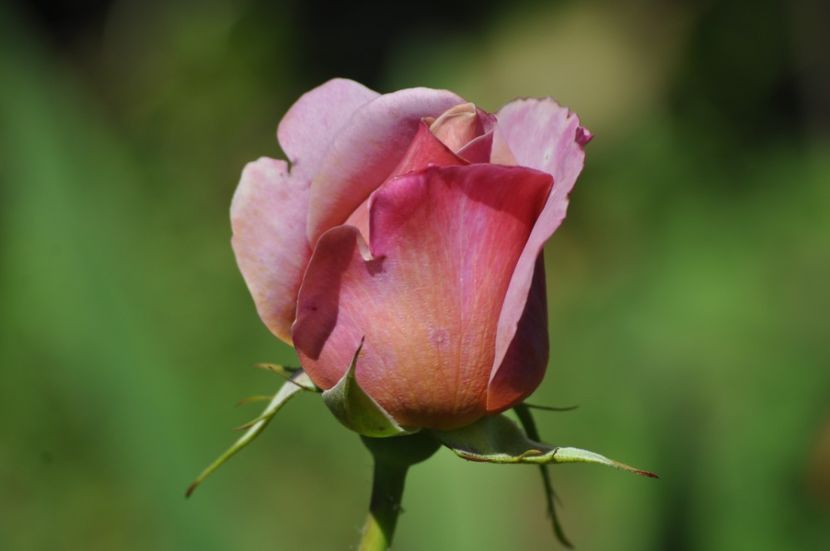 _DSC0214 - VARA 2021_1