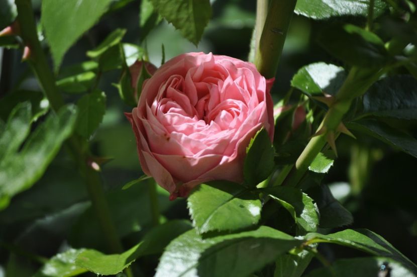 _DSC0228 - VARA 2021_1