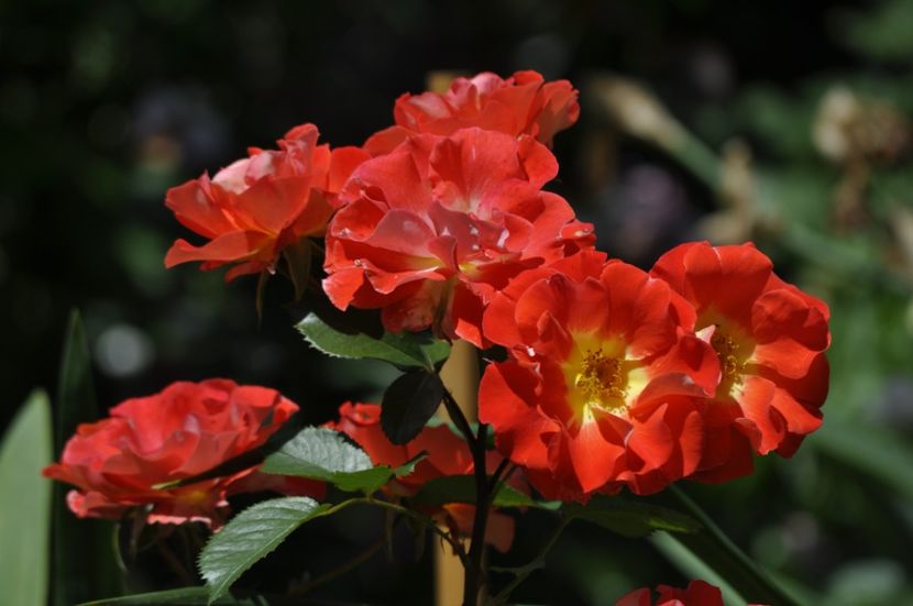 _DSC0243 - VARA 2021_1