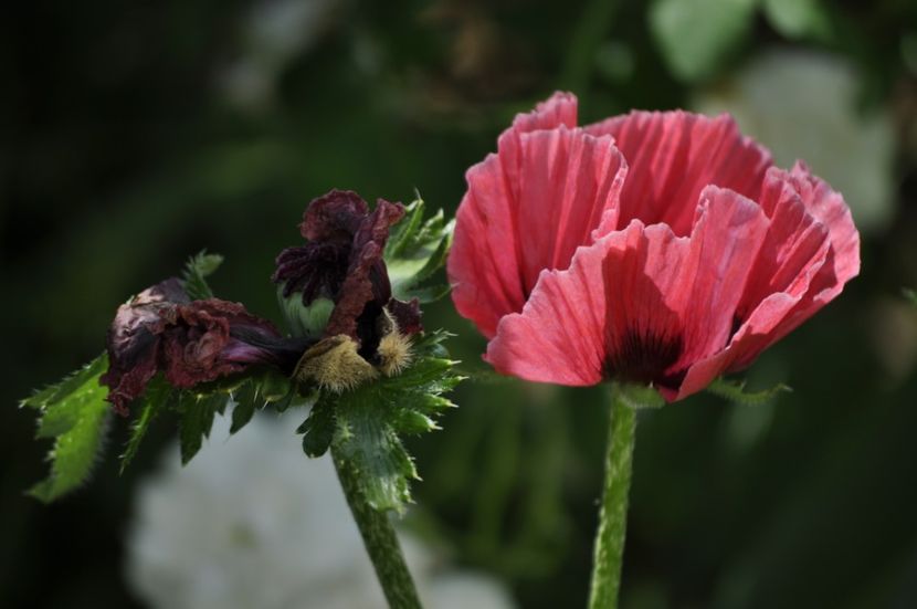 _DSC0260 - VARA 2021_1