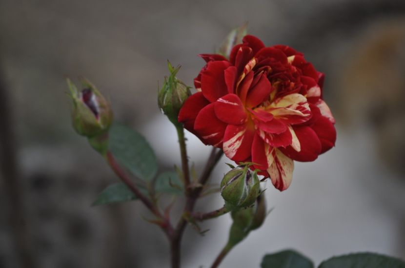 _DSC0272 - VARA 2021_1