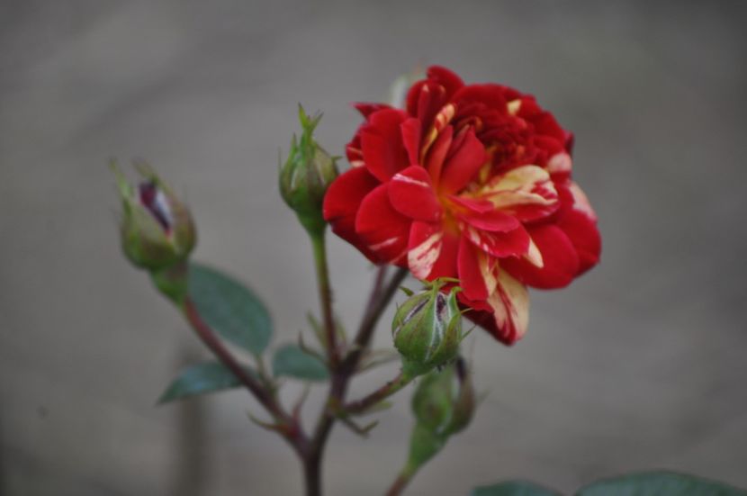 _DSC0274 - VARA 2021_1