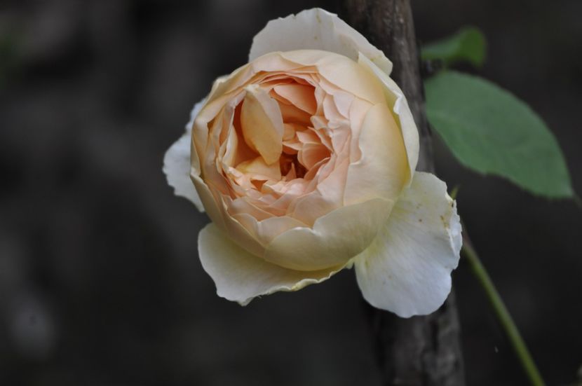 _DSC0276 - VARA 2021_1