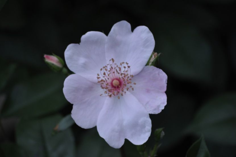 _DSC0280 - VARA 2021_1