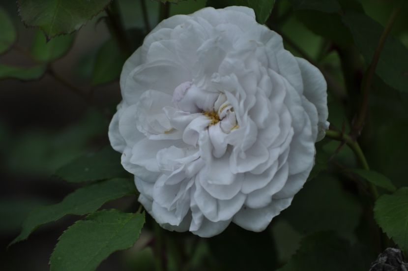 _DSC0289 - VARA 2021_1