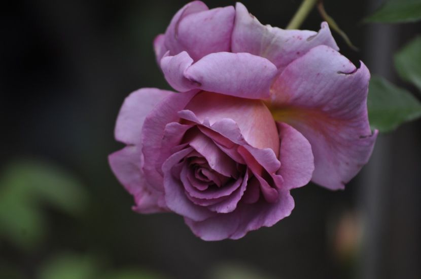 _DSC0291 - VARA 2021_1