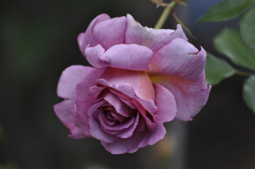 _DSC0292 - VARA 2021_1