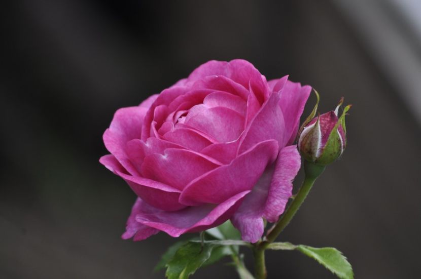 _DSC0294 - VARA 2021_1