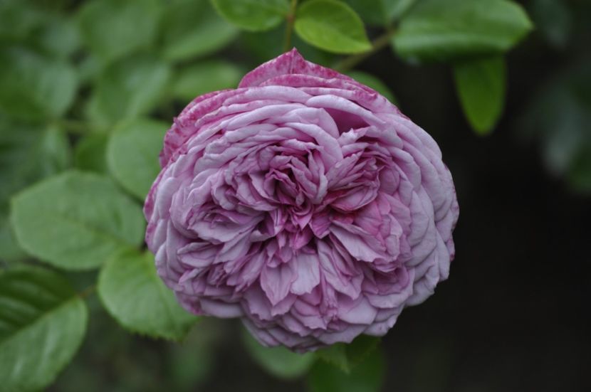 _DSC0297 - VARA 2021_1