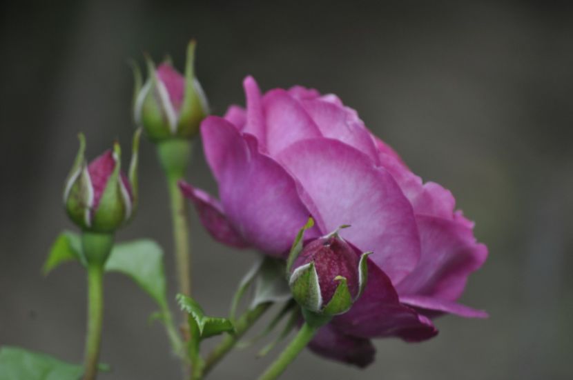 _DSC0299 - VARA 2021_1