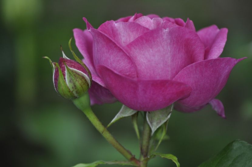 _DSC0300 - VARA 2021_1