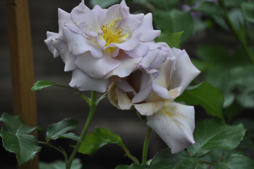 _DSC0301 - VARA 2021_1