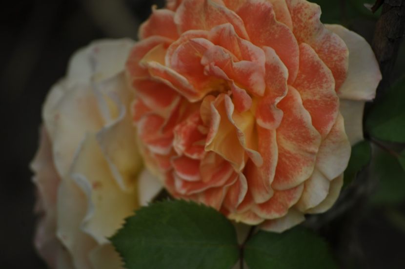 _DSC0308 - VARA 2021_1