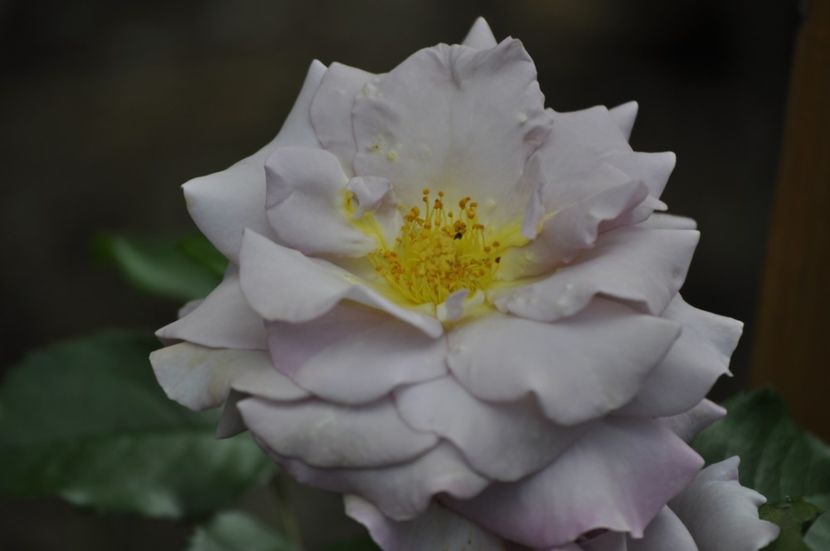 _DSC0309 - VARA 2021_1