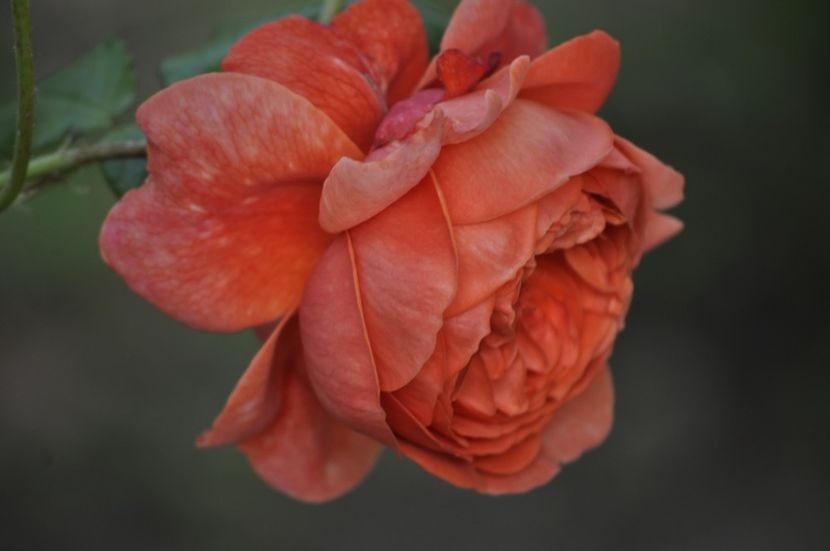 _DSC0311 - VARA 2021_1