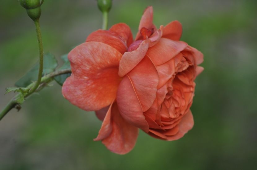 _DSC0312 - VARA 2021_1