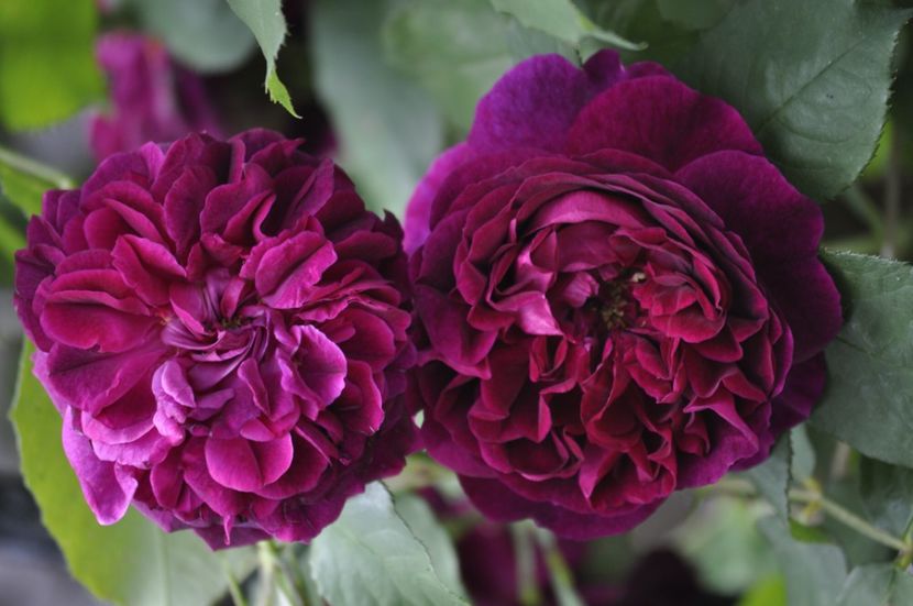 _DSC0313 - VARA 2021_1