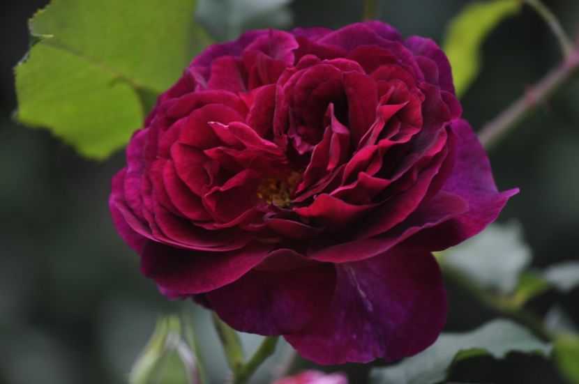 _DSC0314 - VARA 2021_1