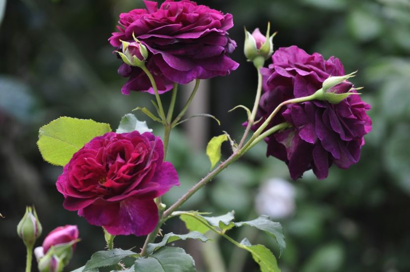 _DSC0315 - VARA 2021_1