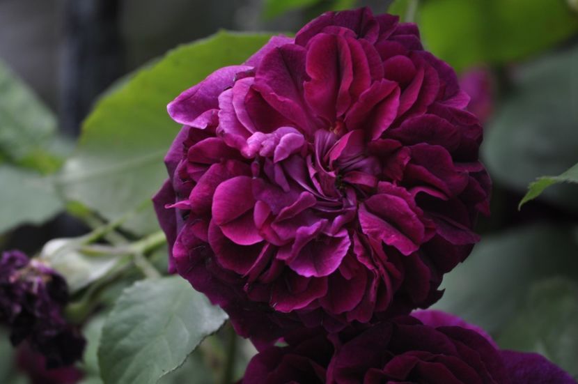 _DSC0316 - VARA 2021_1