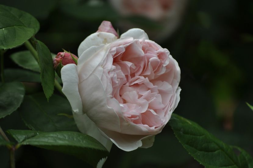 _DSC0321 - VARA 2021_1