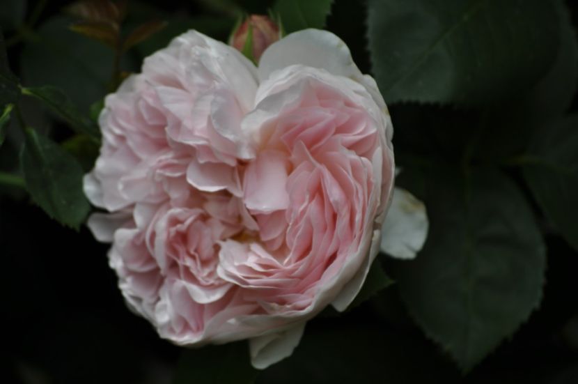 _DSC0322 - VARA 2021_1