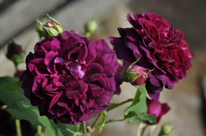 _DSC0323 - VARA 2021_1