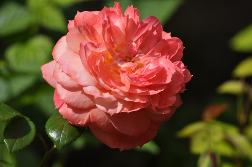 _DSC0325 - VARA 2021_1