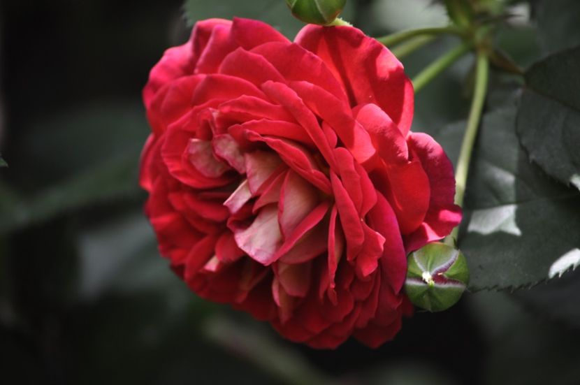 _DSC0326 - VARA 2021_1