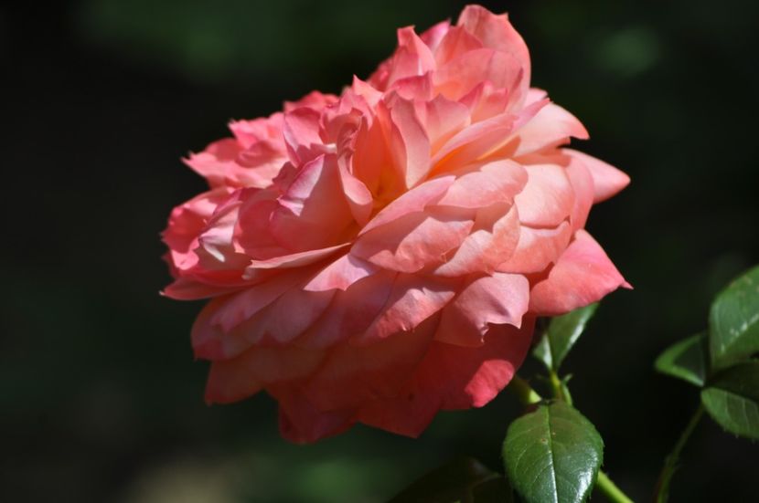 _DSC0330 - VARA 2021_1