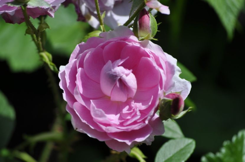 _DSC0331 - VARA 2021_1