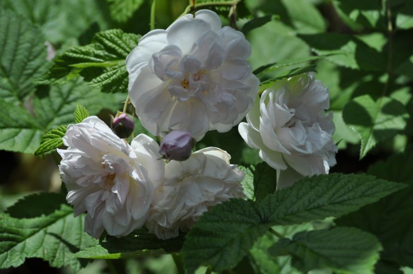 _DSC0332 - VARA 2021_1