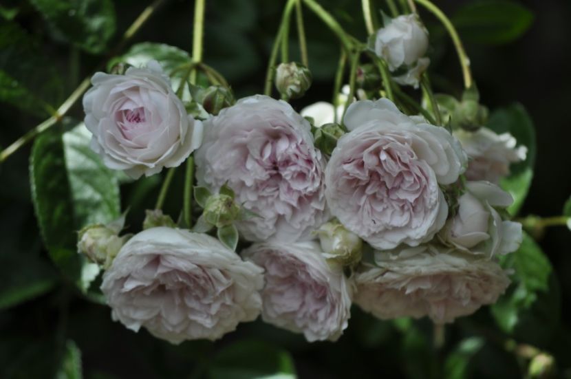 _DSC0334 - VARA 2021_1