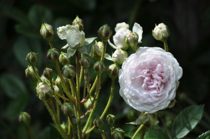 _DSC0335 - VARA 2021_1