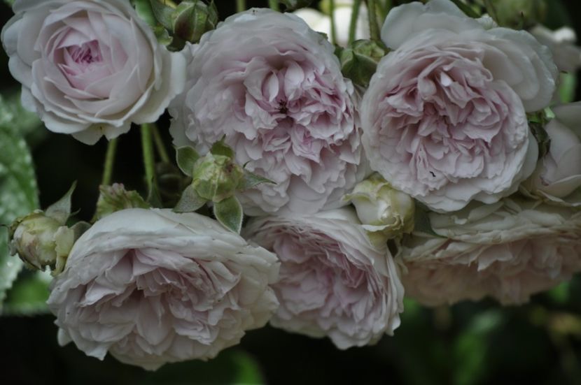 _DSC0336 - VARA 2021_1