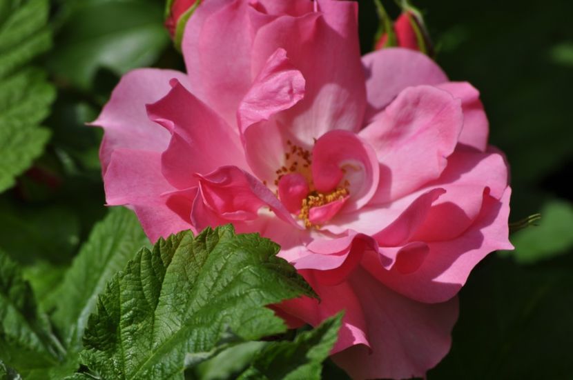 _DSC0337 - VARA 2021_1